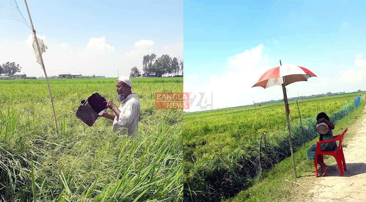 আমন ক্ষেতে ঝাঁকে ঝাঁকে পাখি, ফসল রক্ষায় পাহারা