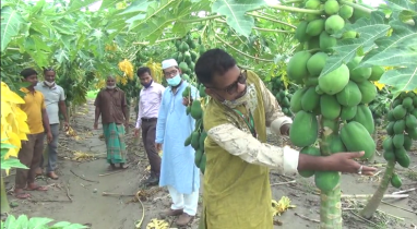 দিনাজপুরে বাণিজ্যিকভাবে বেড়েছে পেঁপে চাষ