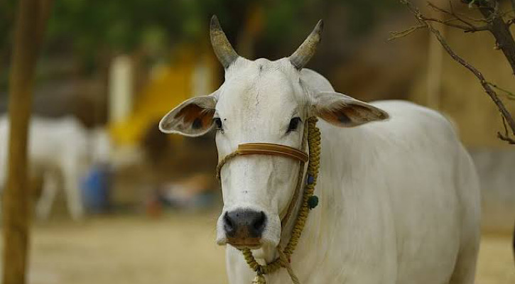 গোহত্যা বন্ধ হলে পৃথিবীর সব সমস্যা মিটে যাবে: গুজরাটের বিচারক