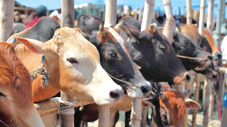 কোরবানির গরু আমদানির নির্দেশনা চেয়ে রিট কোরবানির গরু আমদানির নির্দেশনা চেয়ে রিট