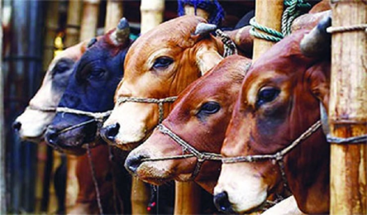 সারা দেশে ১ কোটি ৪১ হাজার পশু কোরবানি সারা দেশে ১ কোটি ৪১ হাজার পশু কোরবানি
