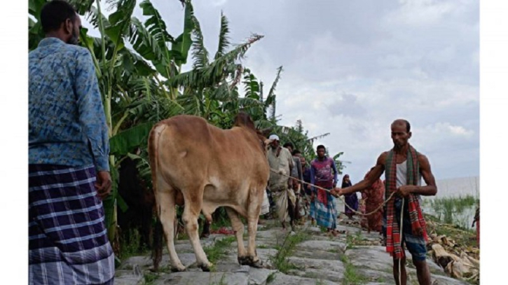 ৪৮ গরু নিয়ে ট্রলার ডুবলো পদ্মায়