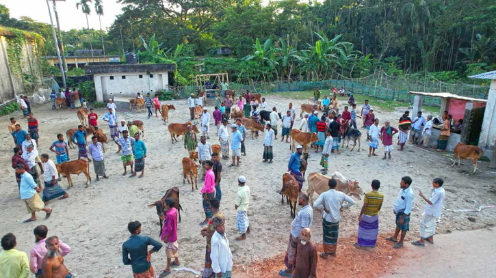 ভোলার বোরহানউদ্দিনে আধুনিক স্বাস্থ্যসম্মত গরু-ছাগলের হাট ভোলার বোরহানউদ্দিনে আধুনিক স্বাস্থ্যসম্মত গরু-ছাগলের হাট