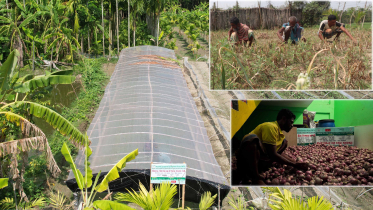 জনপ্রিয় হচ্ছে পেঁয়াজ চাষ, মাঠ থেকে তোলা ও সংরক্ষণে ব্যস্ত কৃষক