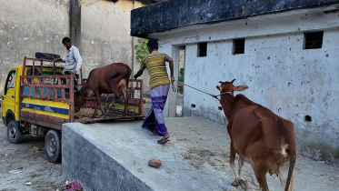 ভোলার বোরহানউদ্দিনে আধুনিক স্বাস্থ্যসম্মত গরু-ছাগলের হাট