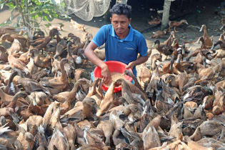শীতকে সামনে রেখে হাঁস পালনে ব্যস্ত ভোলার মেঘনা পাড়ের যুবক মিজান  শীতকে সামনে রেখে হাঁস পালনে ব্যস্ত ভোলার মেঘনা পাড়ের যুবক মিজান