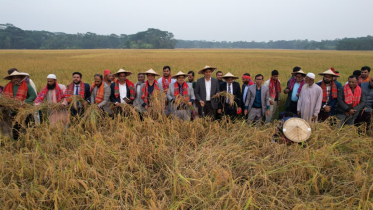 ভোলায় ঐতিহ্যবাহী ‘ধান কাটা ও নবান্ন উৎসব’ অনুষ্ঠিত ভোলায় ঐতিহ্যবাহী ‘ধান কাটা ও নবান্ন উৎসব’ অনুষ্ঠিত