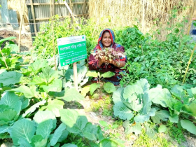 ভোলায় বেড–মাদা পদ্ধতিতে লবণ সহিষ্ণু সবজি চাষে সাড়া