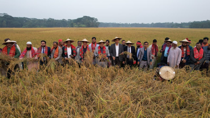 ভোলায় ঐতিহ্যবাহী ‘ধান কাটা ও নবান্ন উৎসব’ অনুষ্ঠিত